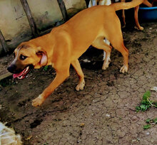 GOLDI, Hund, Mischlingshund in Bulgarien - Bild 2