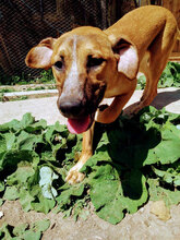 GOLDI, Hund, Mischlingshund in Bulgarien - Bild 3