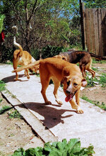 GOLDI, Hund, Mischlingshund in Bulgarien - Bild 5