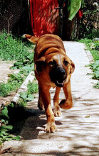 GOLDI, Hund, Mischlingshund in Bulgarien - Bild 6