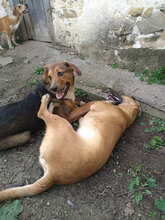 GOLDI, Hund, Mischlingshund in Bulgarien - Bild 8