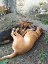 GOLDI, Hund, Mischlingshund in Bulgarien - Bild 9