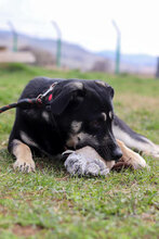 JUNIOR, Hund, Mischlingshund in Bulgarien - Bild 3