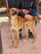 MILLIGAN, Hund, Mischlingshund in Spanien