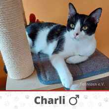 CHARLI, Katze, Europäisch Kurzhaar in Bulgarien - Bild 1