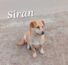SIRAN, Hund, Mischlingshund in Rumänien