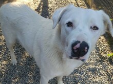 PEPITO, Hund, Mischlingshund in Griechenland - Bild 1