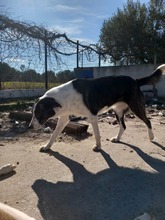 FARAH, Hund, Mischlingshund in Griechenland - Bild 3