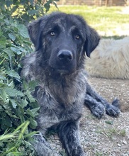 ZAZU, Hund, Mischlingshund in Griechenland - Bild 2