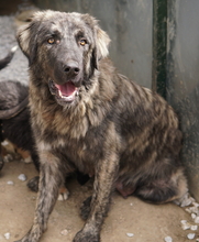 ZAZU, Hund, Mischlingshund in Griechenland - Bild 4