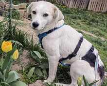 KYRA, Hund, Mischlingshund in Wiesbaden