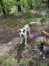 NELLY, Hund, Mischlingshund in Kolkwitz - Bild 10