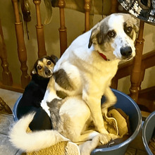 NELLY, Hund, Mischlingshund in Kolkwitz - Bild 2