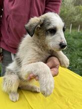 NELLY, Hund, Mischlingshund in Kolkwitz - Bild 23