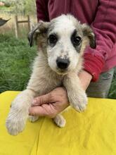 NELLY, Hund, Mischlingshund in Kolkwitz - Bild 24