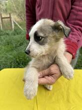 NELLY, Hund, Mischlingshund in Kolkwitz - Bild 25