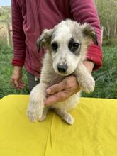 NELLY, Hund, Mischlingshund in Kolkwitz - Bild 26