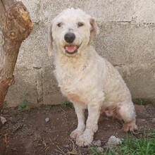 THANOS, Hund, Terrier-Mix in Griechenland