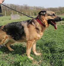 LIZA, Hund, Deutscher Schäferhund in Ungarn - Bild 2