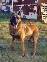 NYAFI, Hund, Malinois-Mix in Ungarn - Bild 1