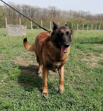 NYAFI, Hund, Malinois-Mix in Ungarn - Bild 10