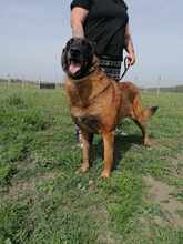 NYAFI, Hund, Malinois-Mix in Ungarn - Bild 11