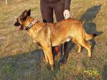 NYAFI, Hund, Malinois-Mix in Ungarn - Bild 2