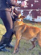 NYAFI, Hund, Malinois-Mix in Ungarn - Bild 3