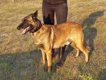 NYAFI, Hund, Malinois-Mix in Ungarn - Bild 4