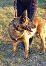 NYAFI, Hund, Malinois-Mix in Ungarn - Bild 5