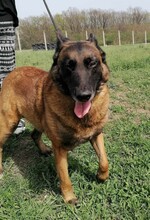 NYAFI, Hund, Malinois-Mix in Ungarn - Bild 6