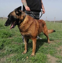 NYAFI, Hund, Malinois-Mix in Ungarn - Bild 7