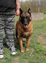 NYAFI, Hund, Malinois-Mix in Ungarn - Bild 8