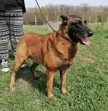 NYAFI, Hund, Malinois-Mix in Ungarn - Bild 9