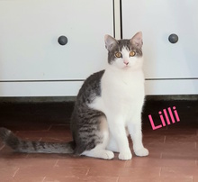 LILLI, Katze, Hauskatze in Italien - Bild 1