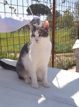 LILLI, Katze, Hauskatze in Italien - Bild 2