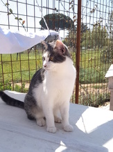 LILLI, Katze, Hauskatze in Italien - Bild 3