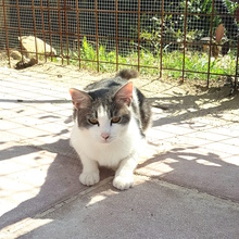 LILLI, Katze, Hauskatze in Italien - Bild 4