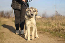 WILLI, Hund, Mischlingshund in Rumänien - Bild 2