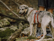 WILLI, Hund, Mischlingshund in Rumänien - Bild 3