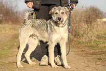 WILLI, Hund, Mischlingshund in Rumänien - Bild 4