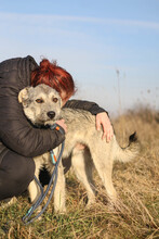 WILLI, Hund, Mischlingshund in Rumänien - Bild 5