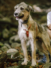 WILLI, Hund, Mischlingshund in Rumänien - Bild 6