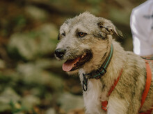 WILLI, Hund, Mischlingshund in Rumänien - Bild 9