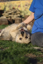 FINA, Hund, Mischlingshund in Rumänien - Bild 3