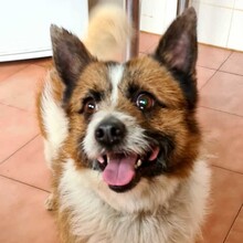 COCO, Hund, Mischlingshund in Spanien