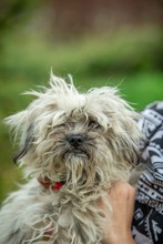 TINDER, Hund, Mischlingshund in Ungarn