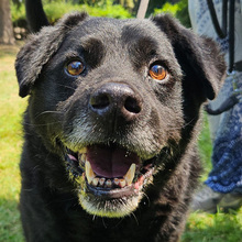 ERIK, Hund, Mischlingshund in Kroatien - Bild 1