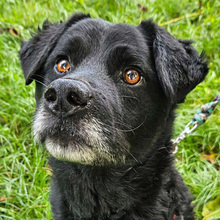 ERIK, Hund, Mischlingshund in Kroatien - Bild 10