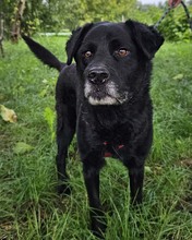 ERIK, Hund, Mischlingshund in Kroatien - Bild 11